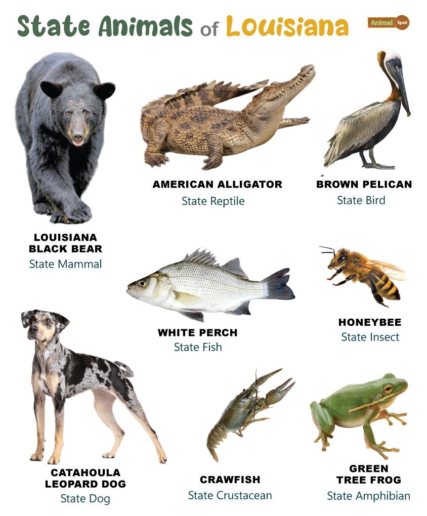 Louisiana State Animals