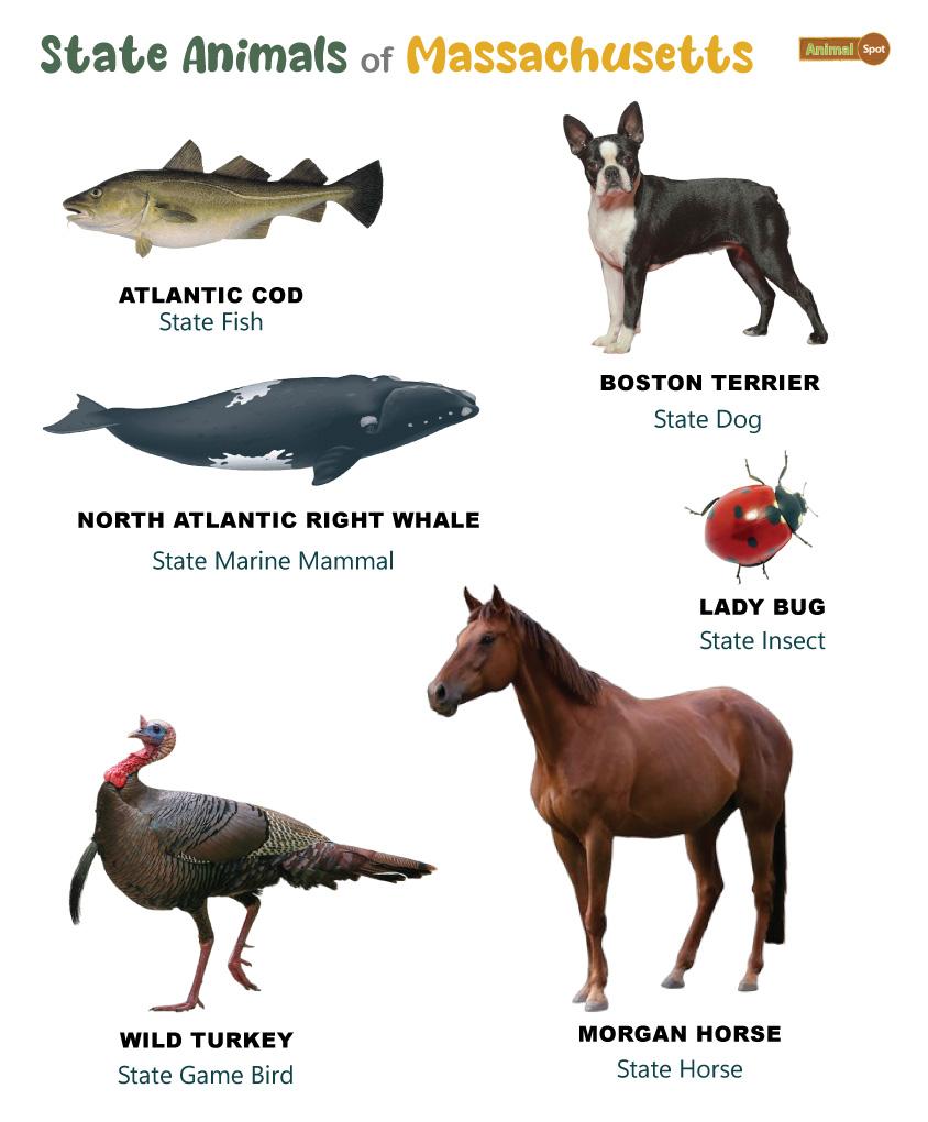 Animals in Massachusetts (MA)