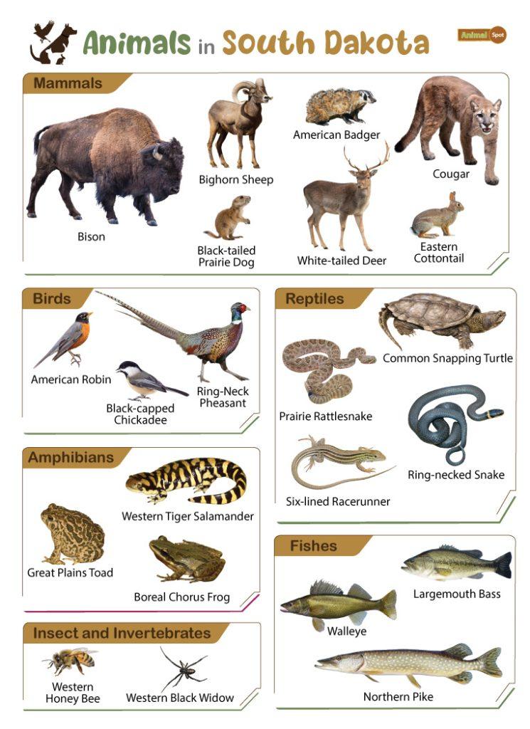 Animals in South Dakota (SD)