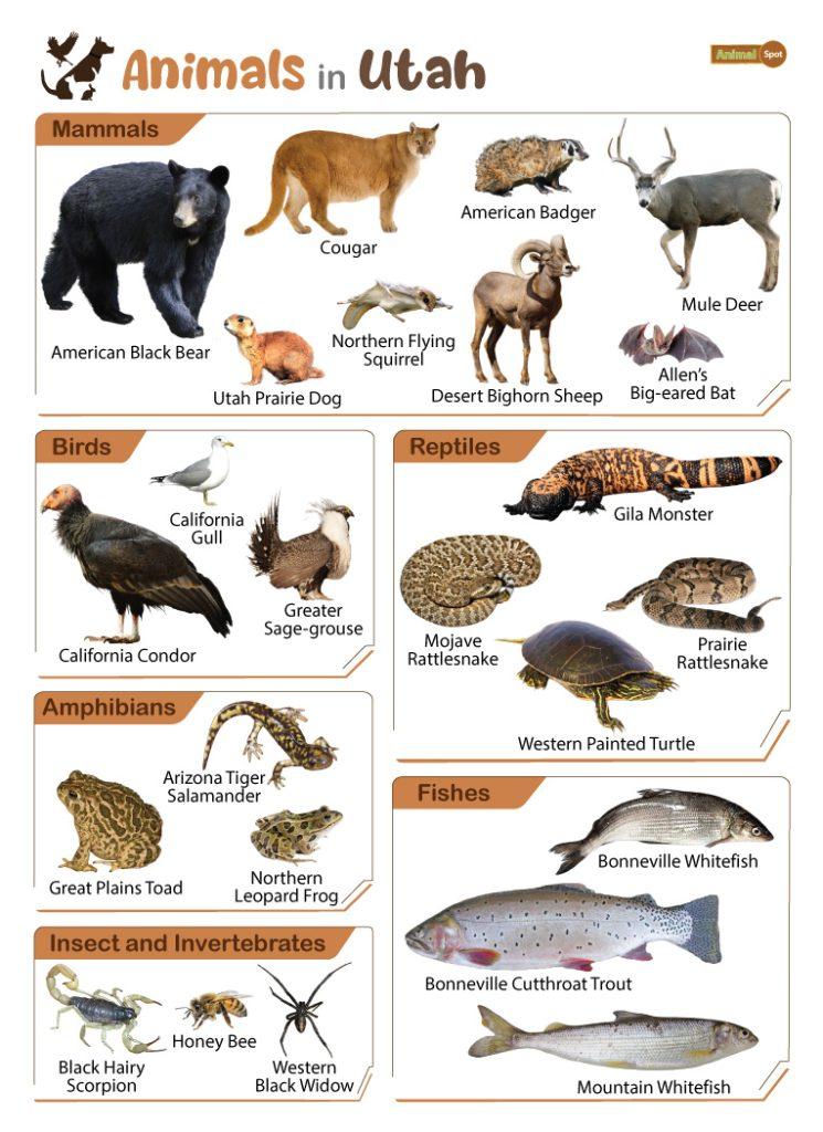 Animals in Utah (UT)