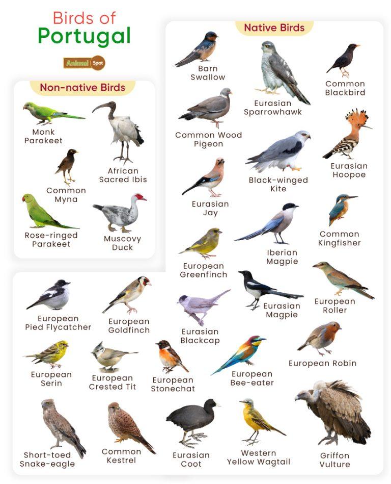 List of Birds Found in Portugal with Pictures