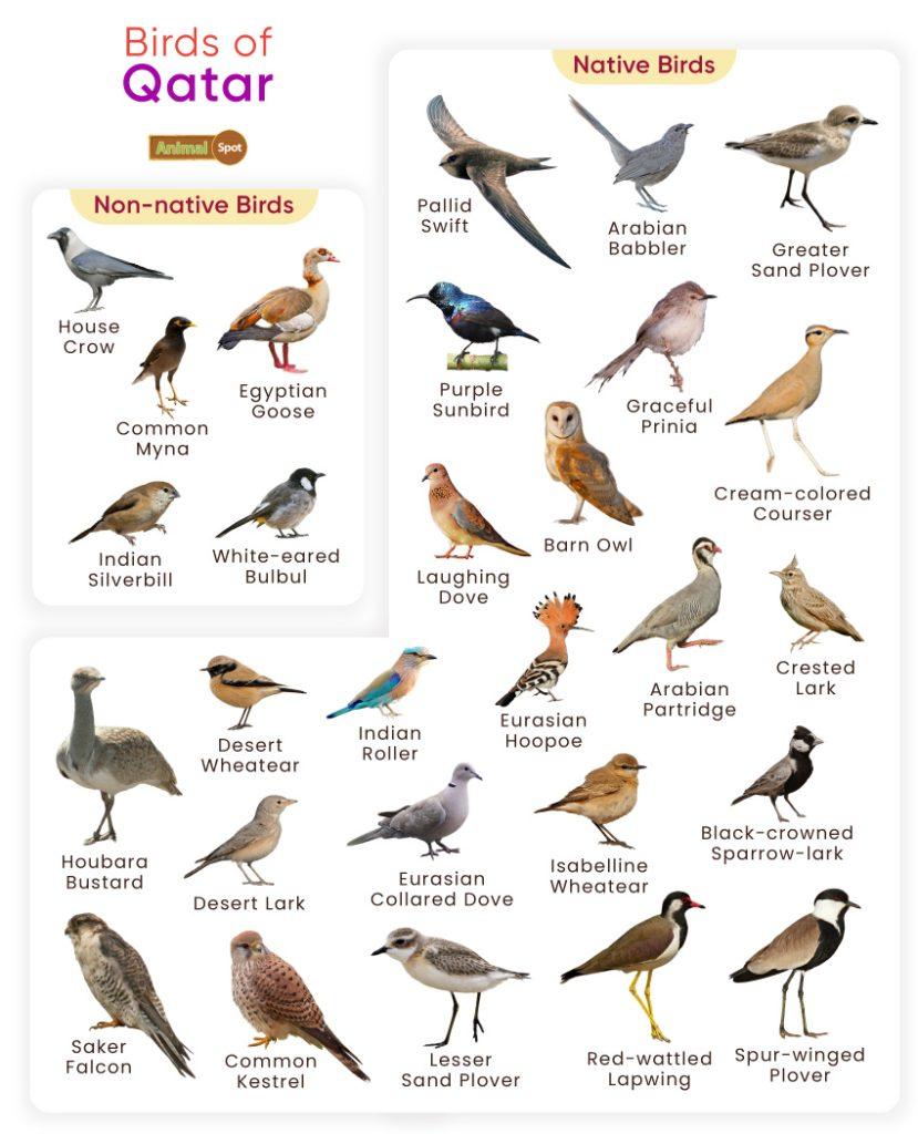 Birds of Qatar