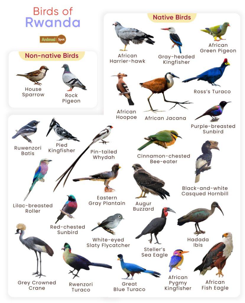 Birds of Rwanda