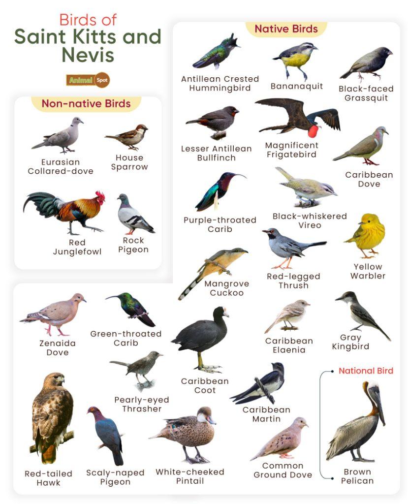 Birds of Saint Kitts and Nevis