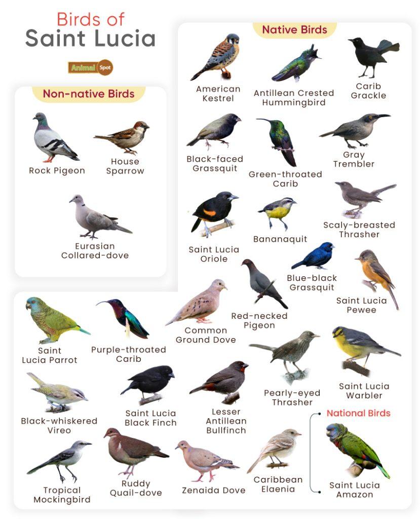 Birds of Saint Lucia