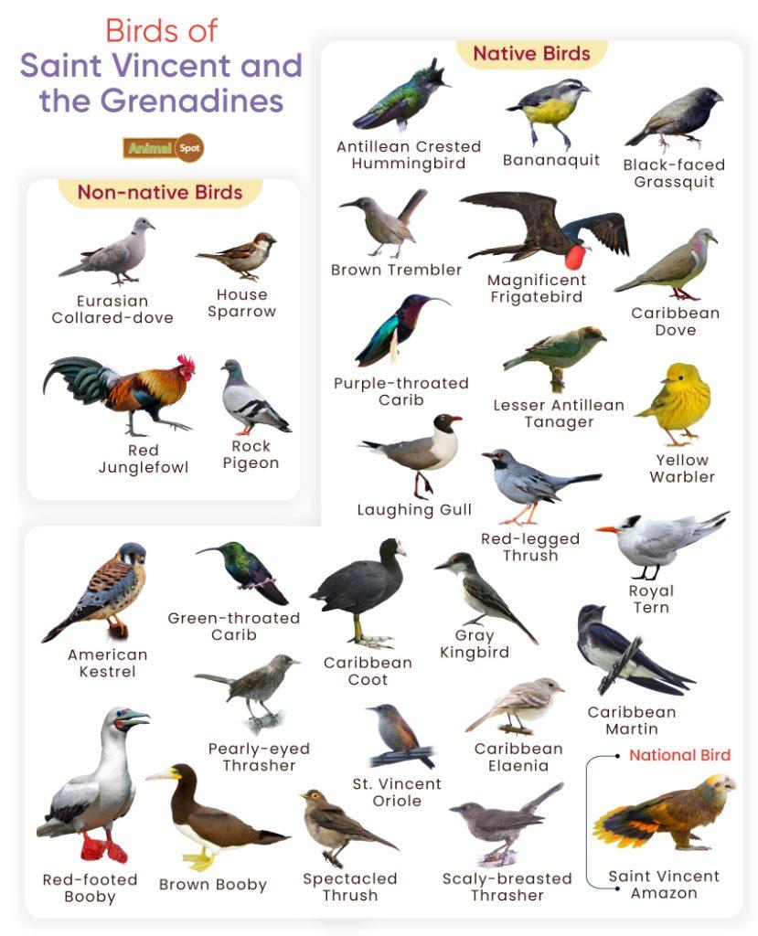 Birds of Saint Vincent and the Grenadines