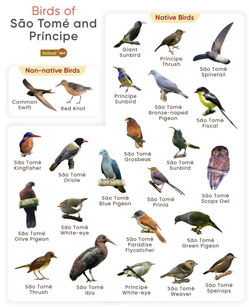 Birds of São Tomé and Príncipe