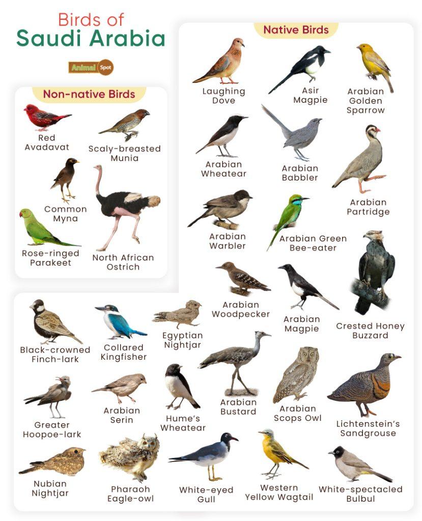 Birds of Saudi Arabia