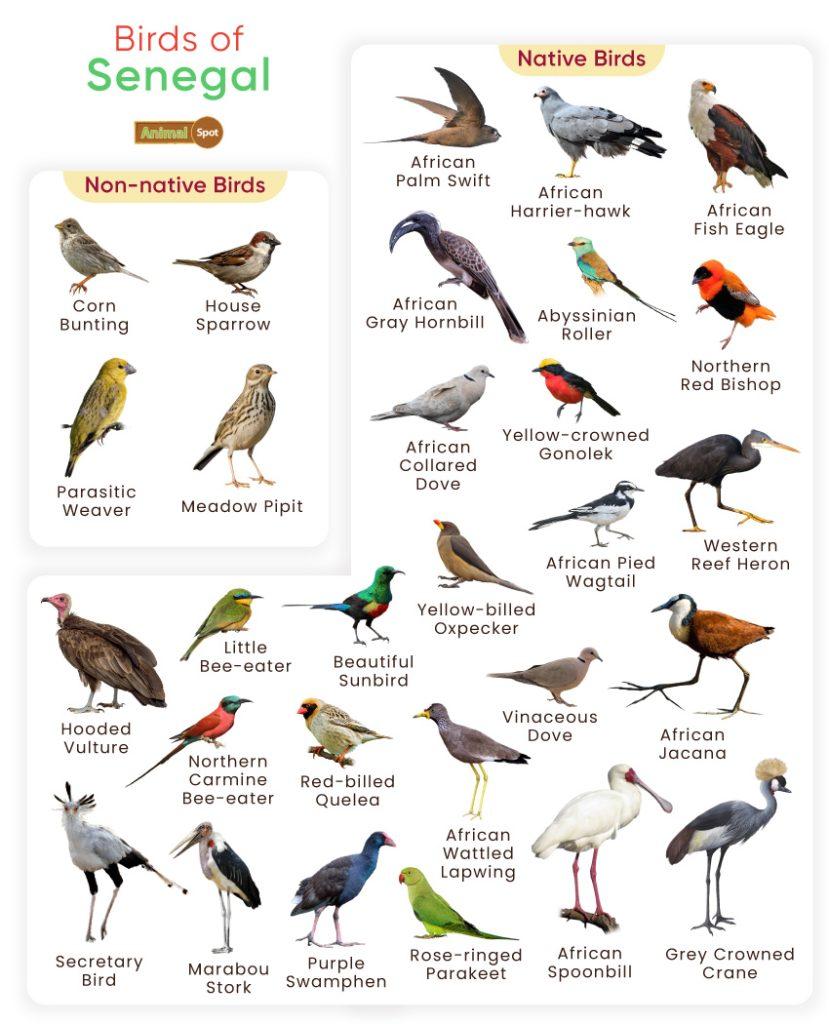 Birds of Senegal