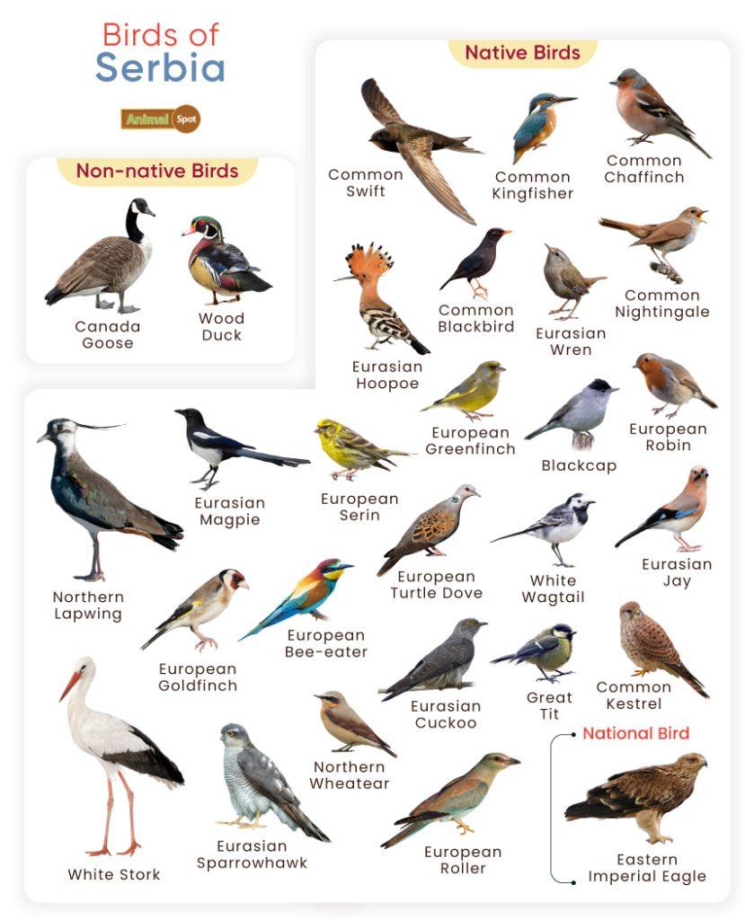 Birds of Serbia