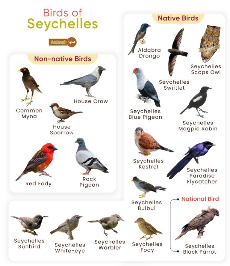 list-of-birds-found-in-seychelles-with-pictures