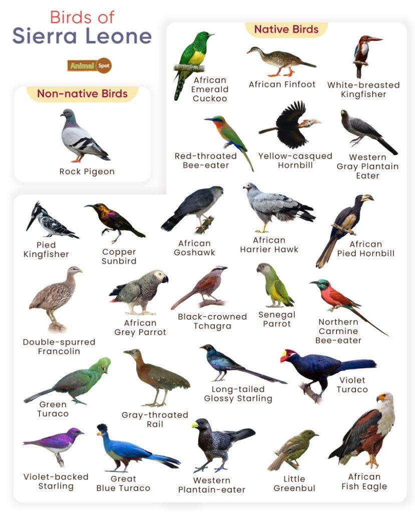 Birds of Sierra Leone