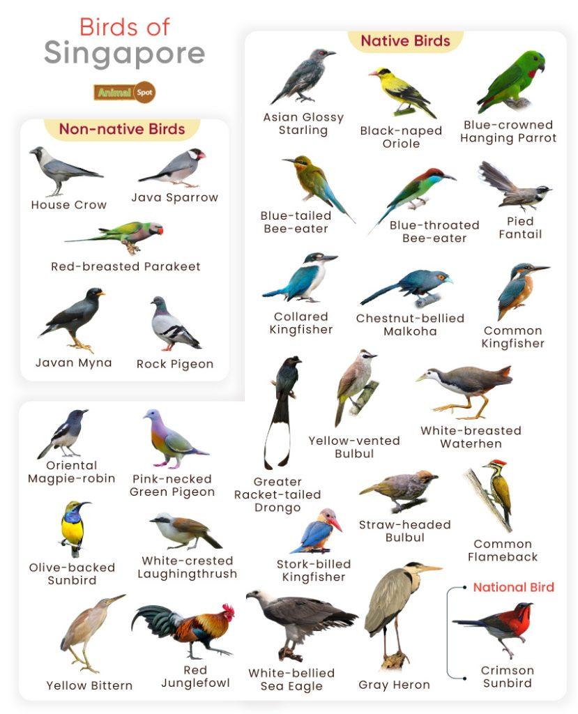 Birds of Singapore