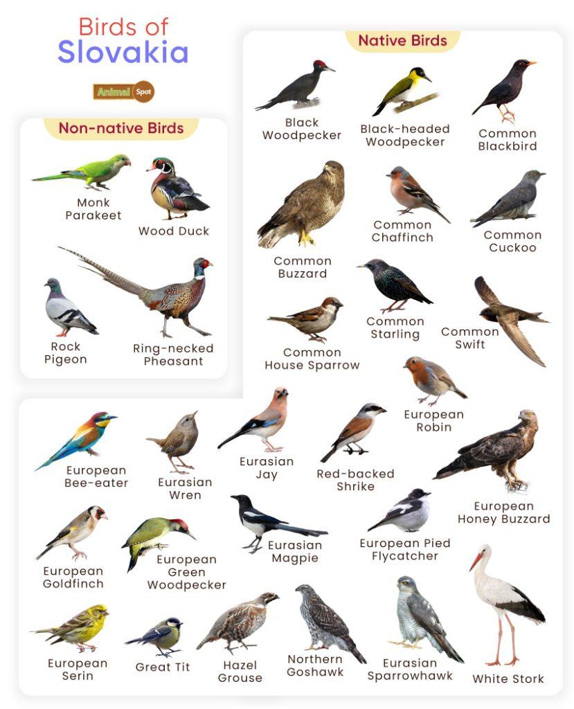 Birds of Slovakia