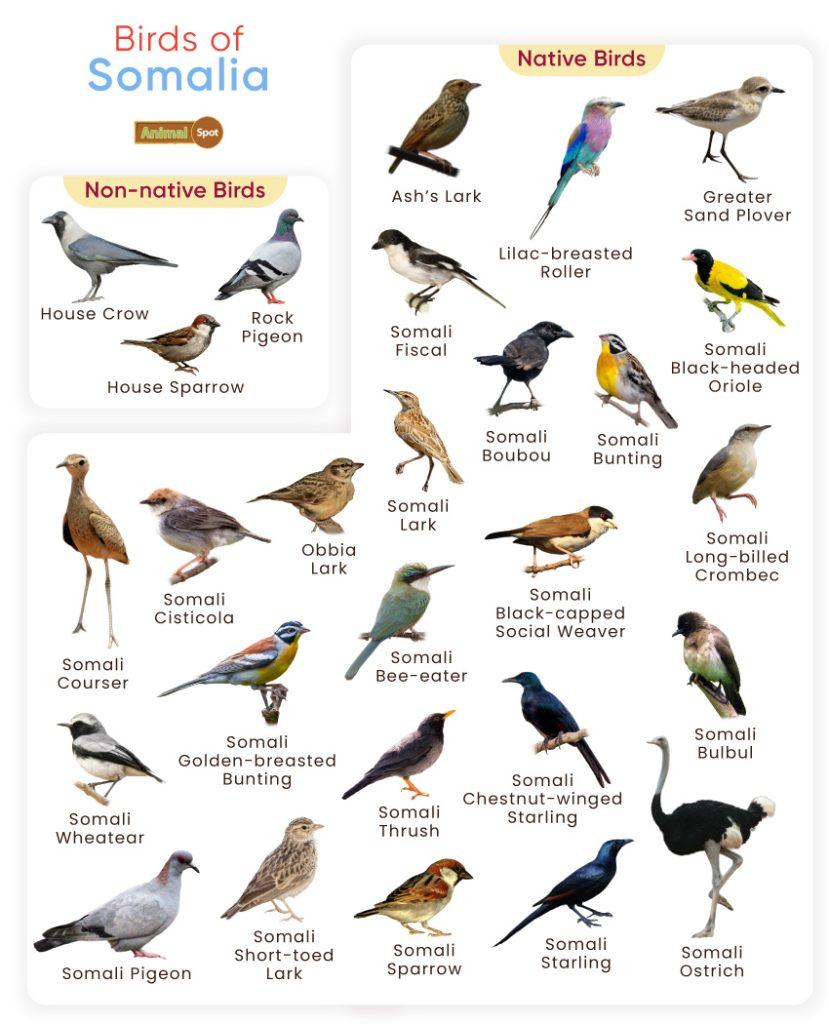 Birds of Somalia