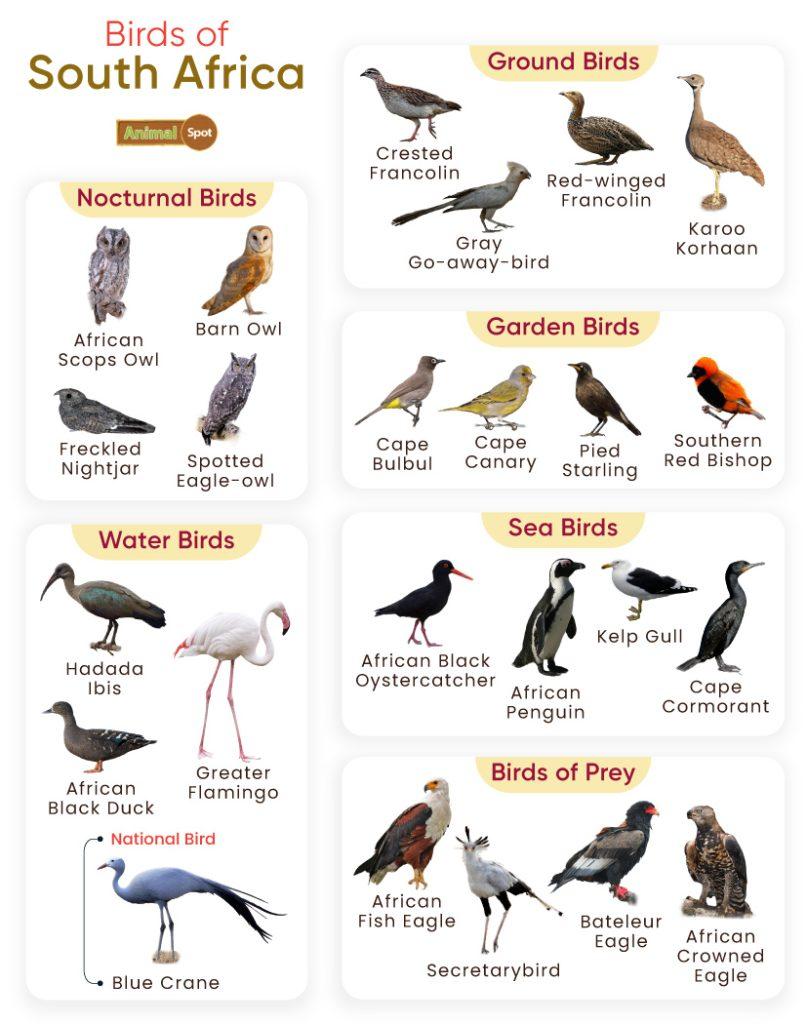 Birds of South Africa