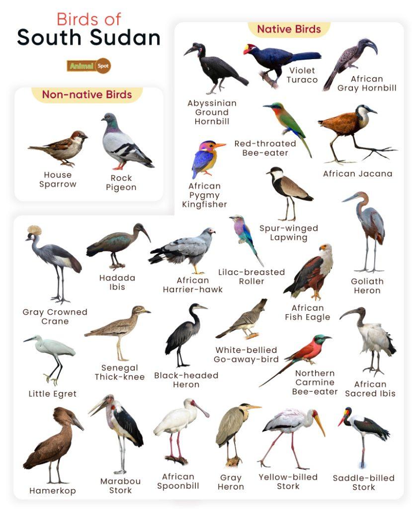 Birds of South Sudan