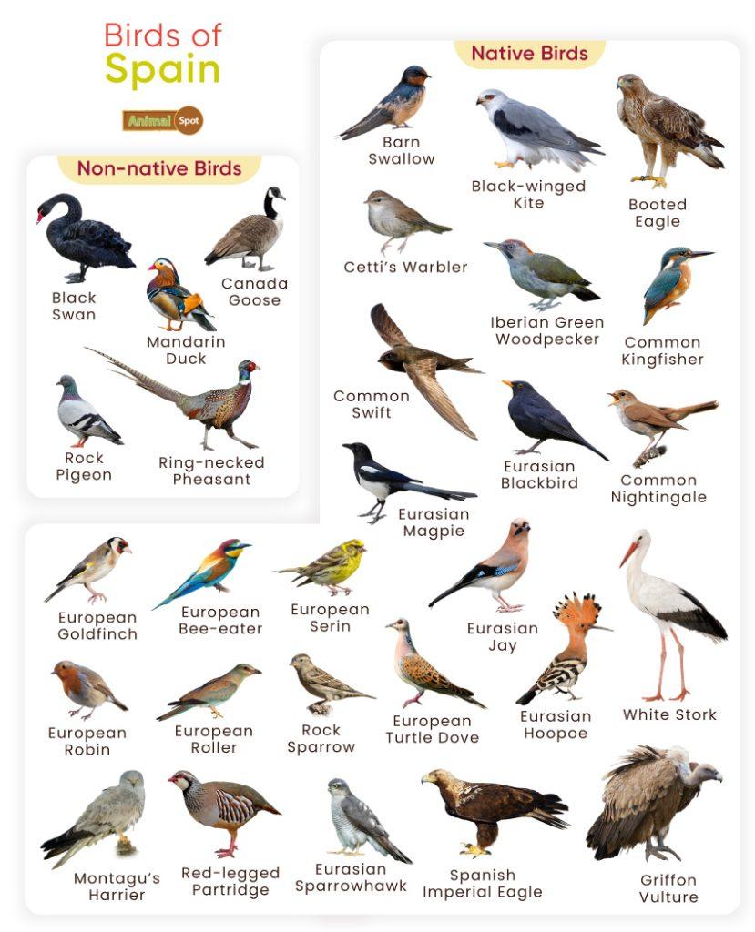 Birds of Spain