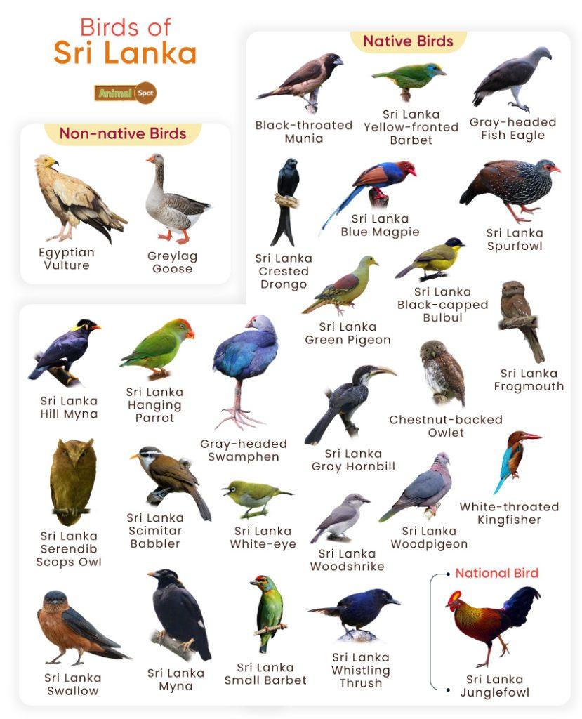 Birds of Sri Lanka