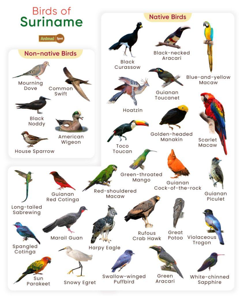 Birds of Suriname