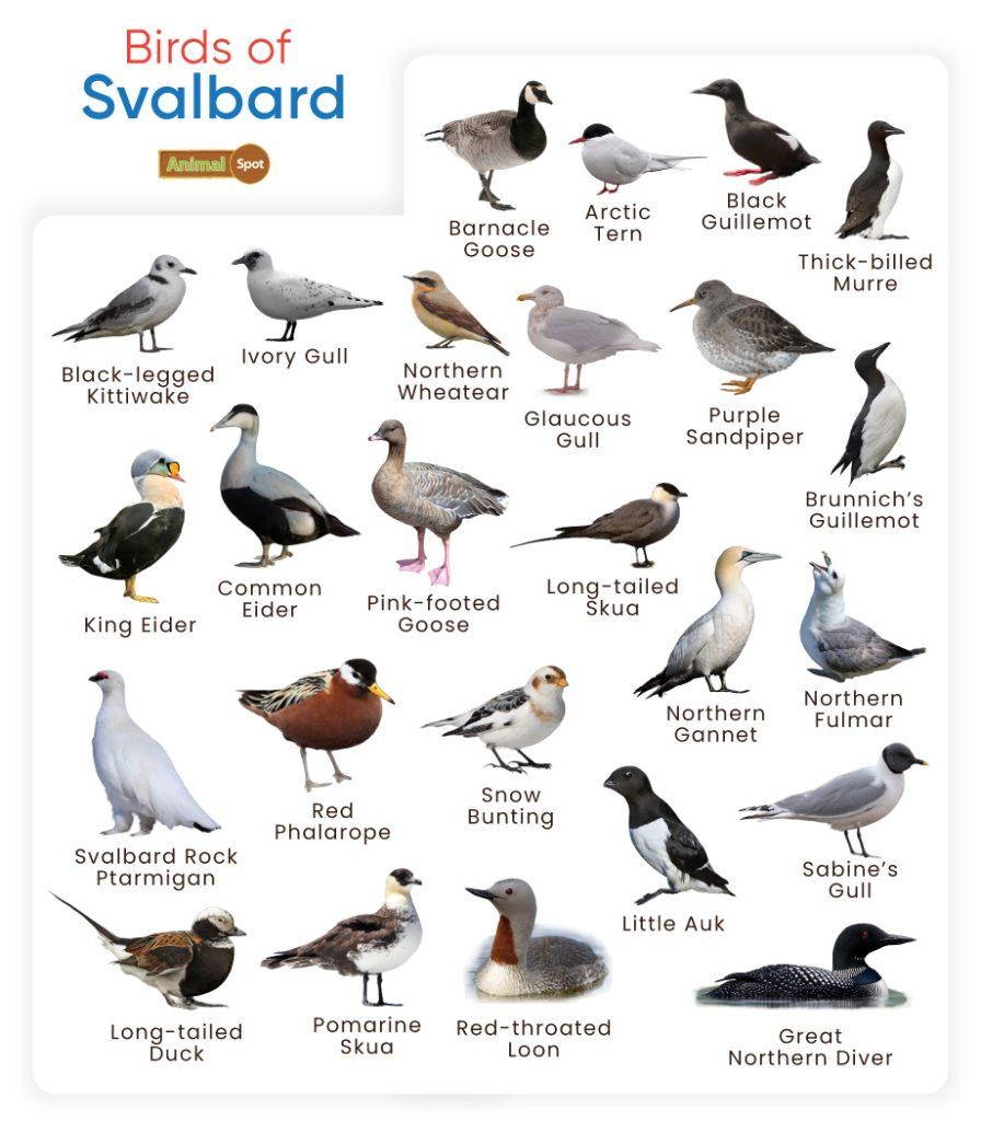 Birds of Svalbard