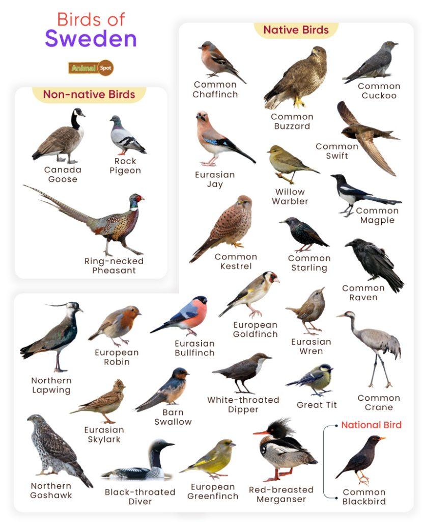 Birds of Sweden