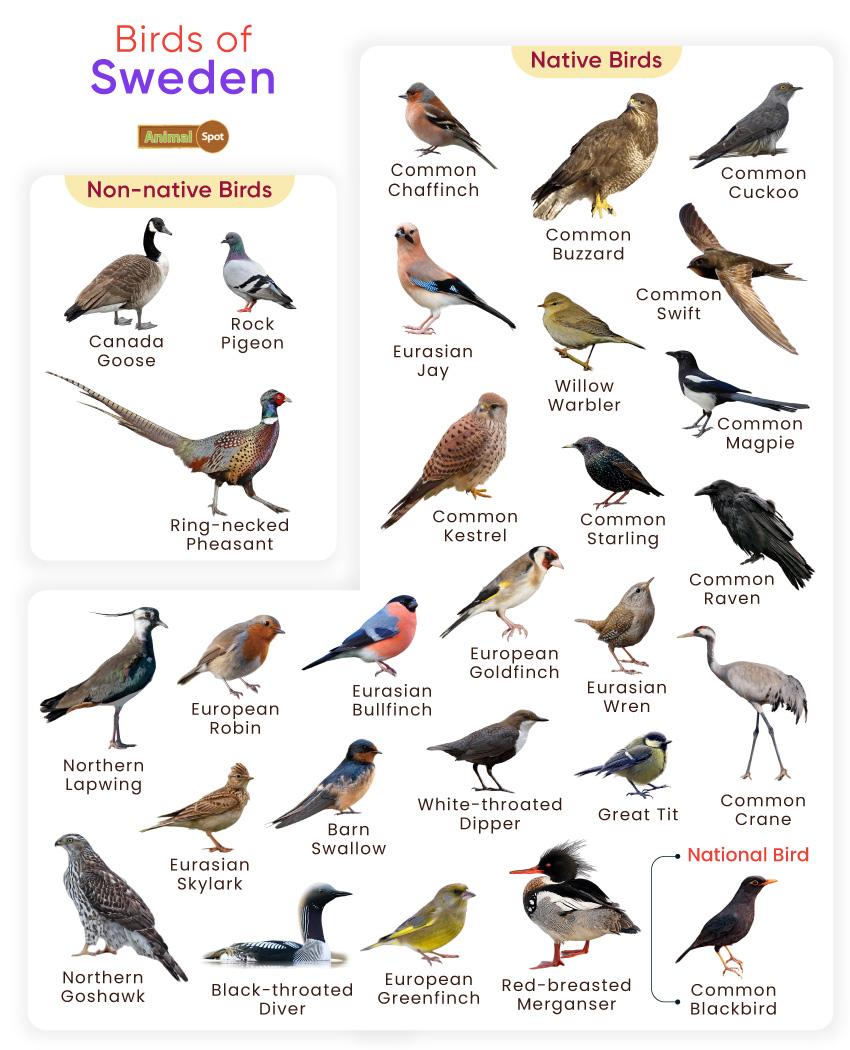 List of Birds Found in Sweden with Pictures