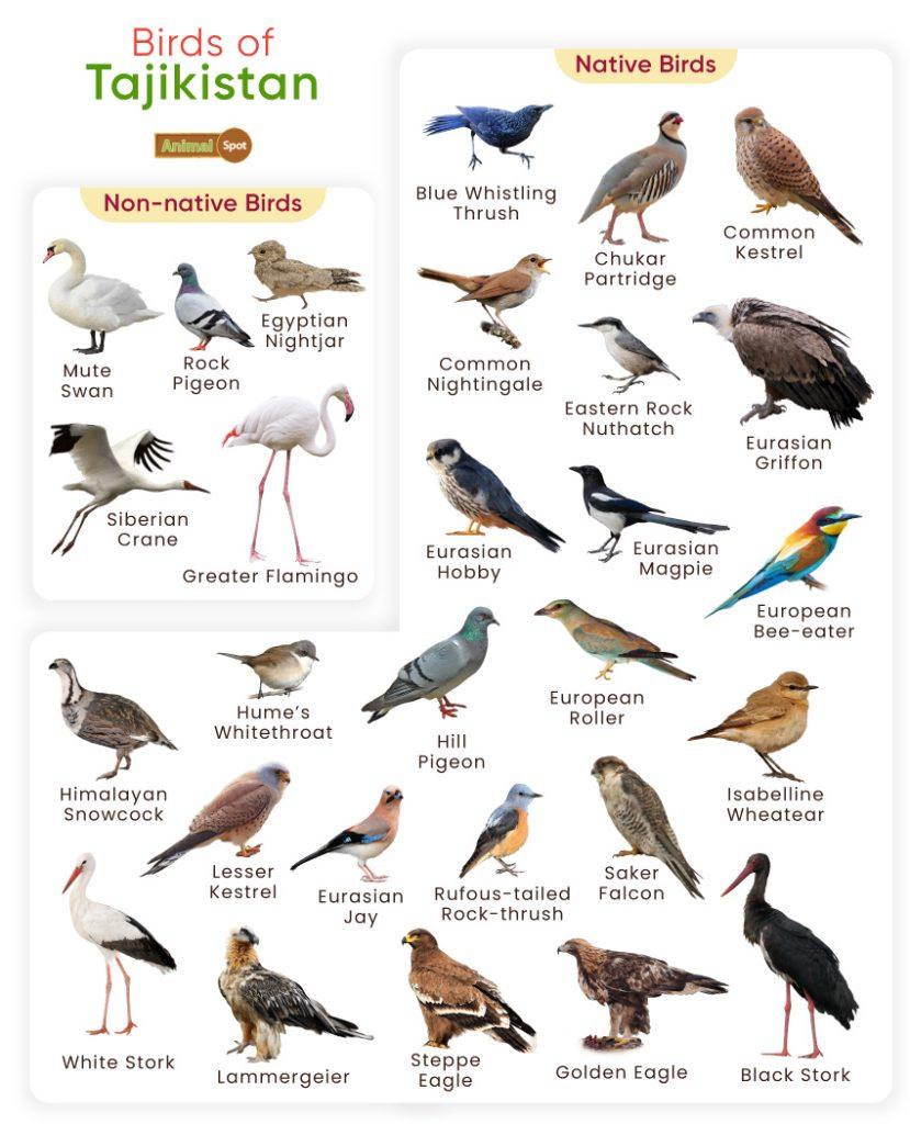 Birds of Tajikistan