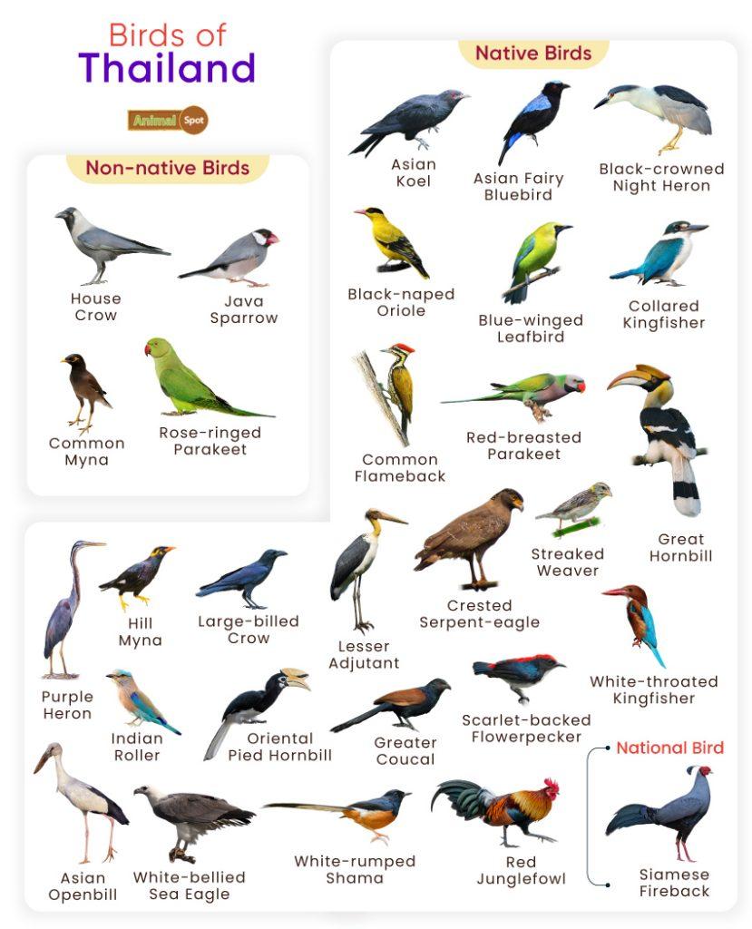 Birds of Thailand