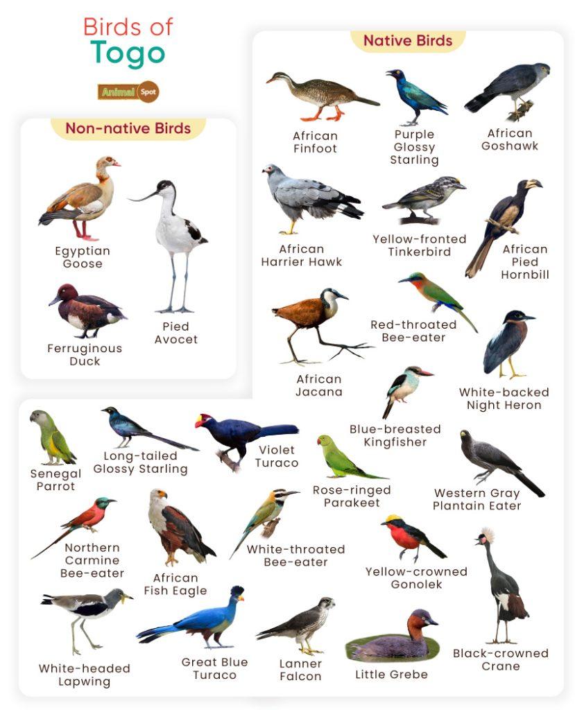 Birds of Togo