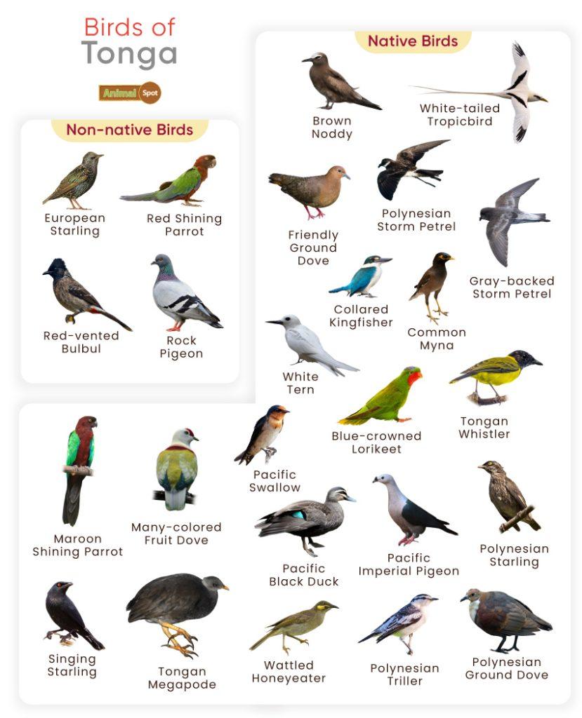 Birds of Tonga