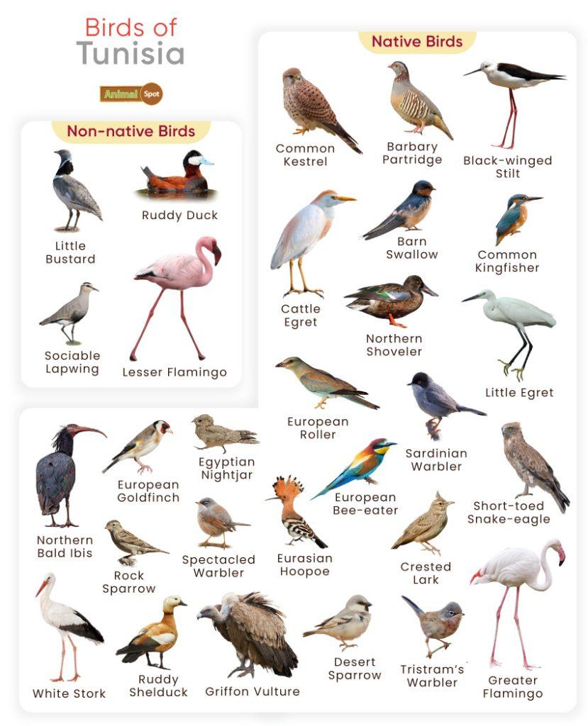 Birds of Tunisia