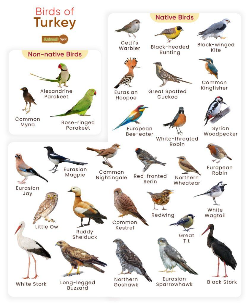 Birds of Turkey