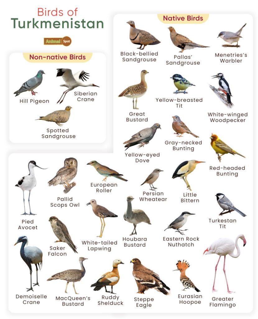 Birds of Turkmenistan