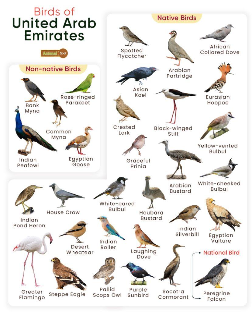 Birds of United Arab Emirates