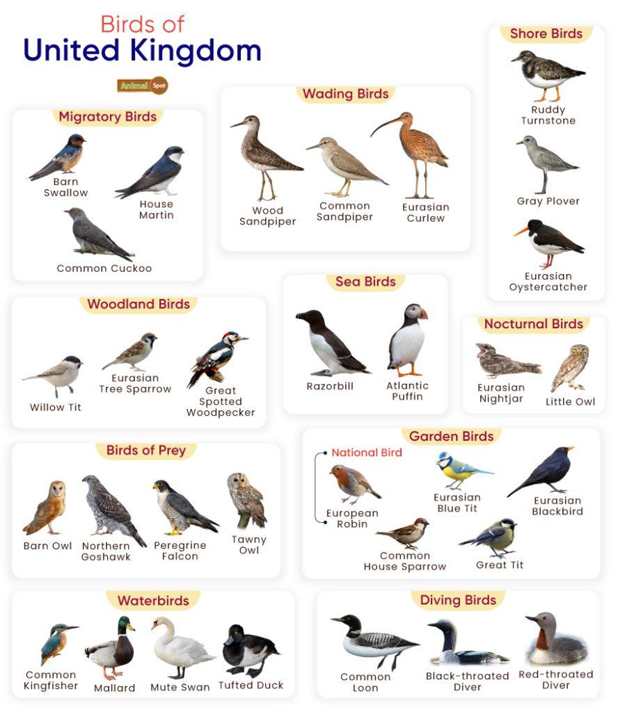 Birds of United Kingdom