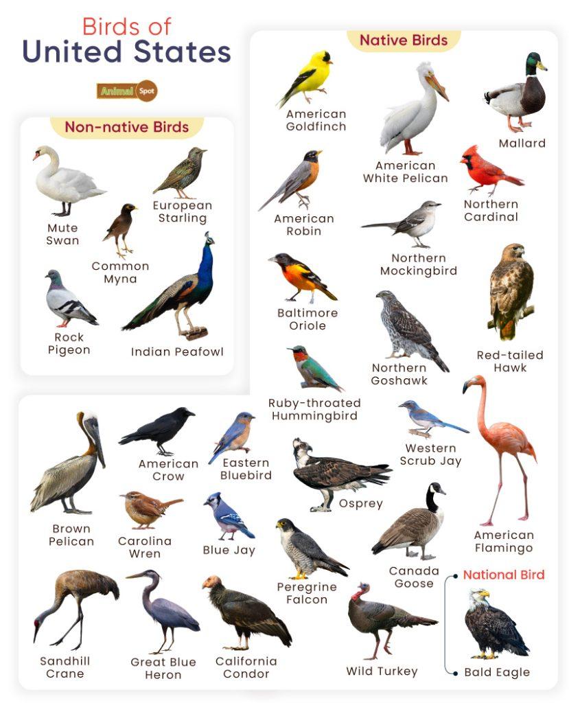 Birds of United States