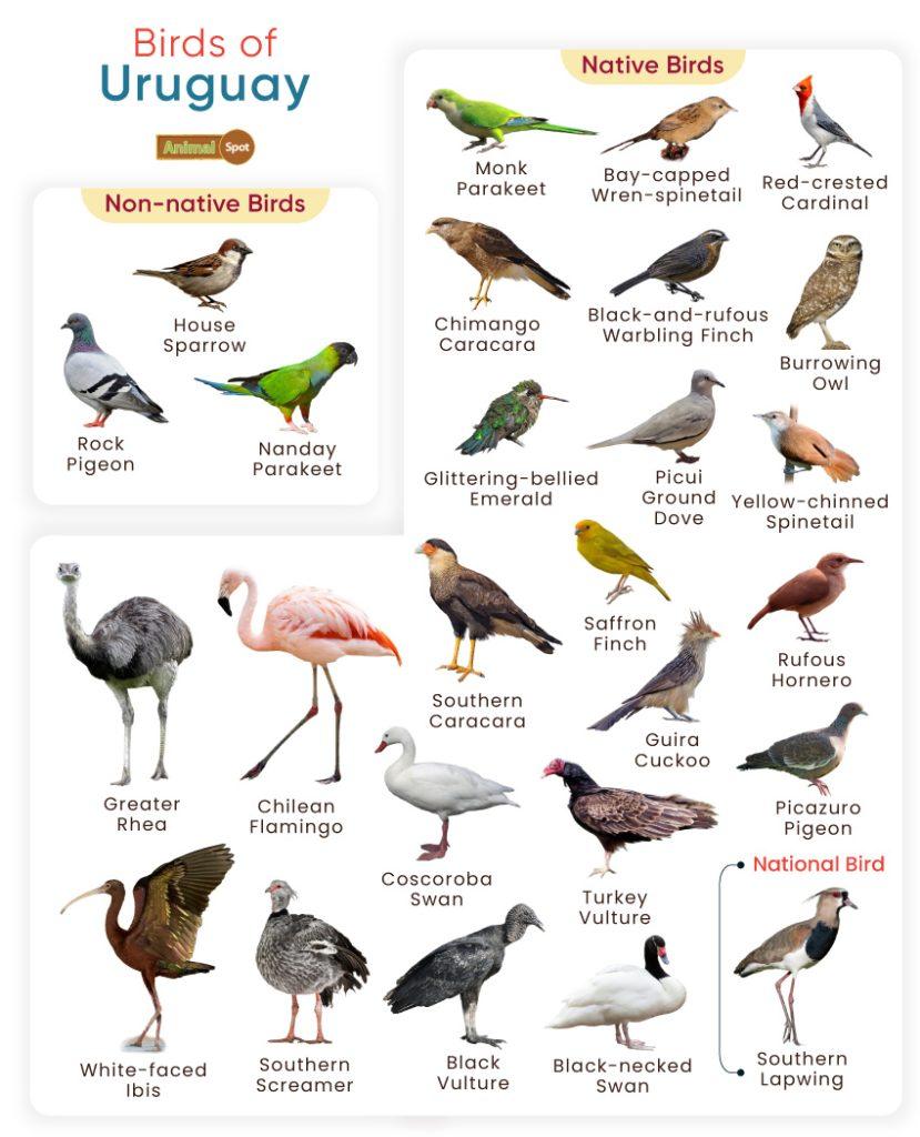 Birds of Uruguay