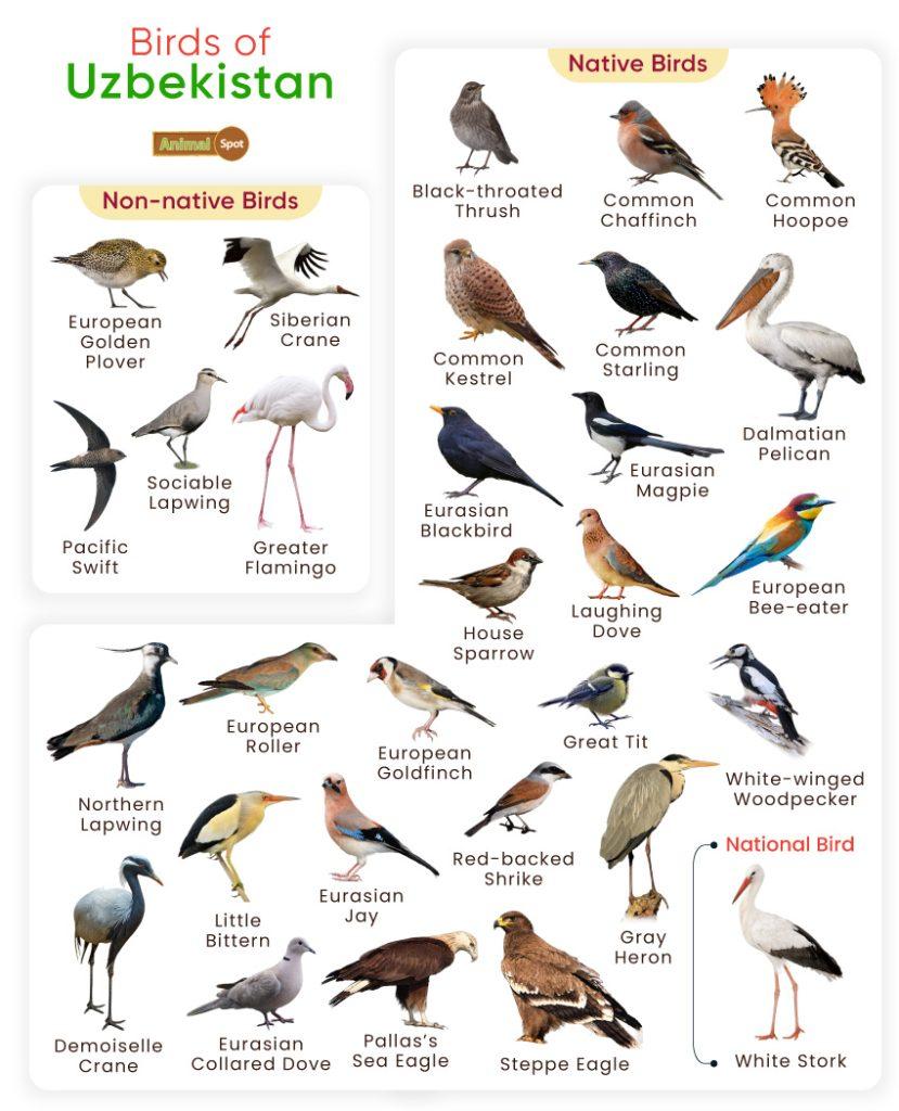 Birds of Uzbekistan
