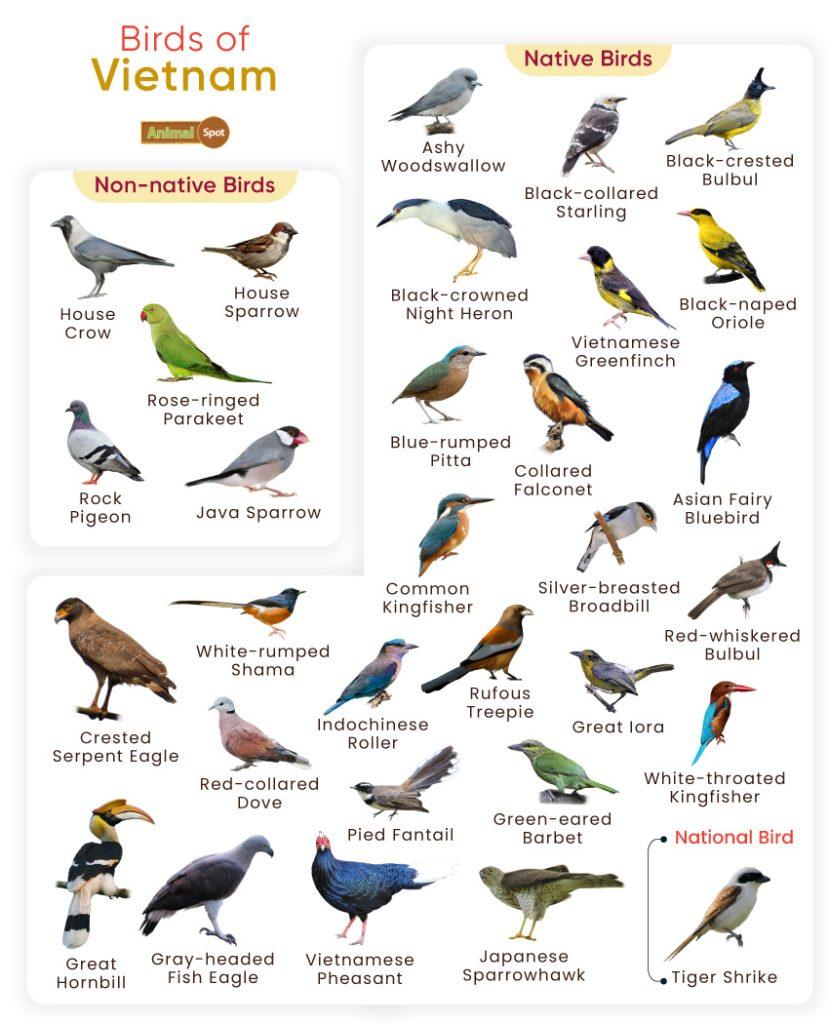 Birds of Vietnam