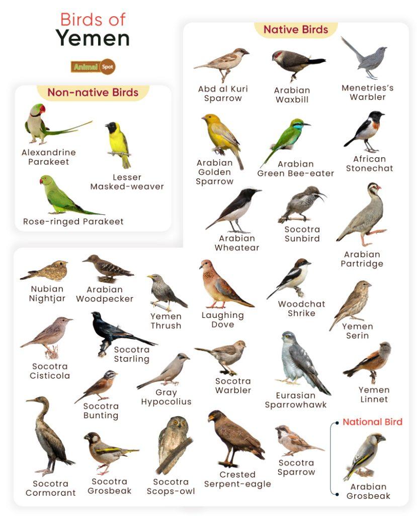 Birds of Yemen