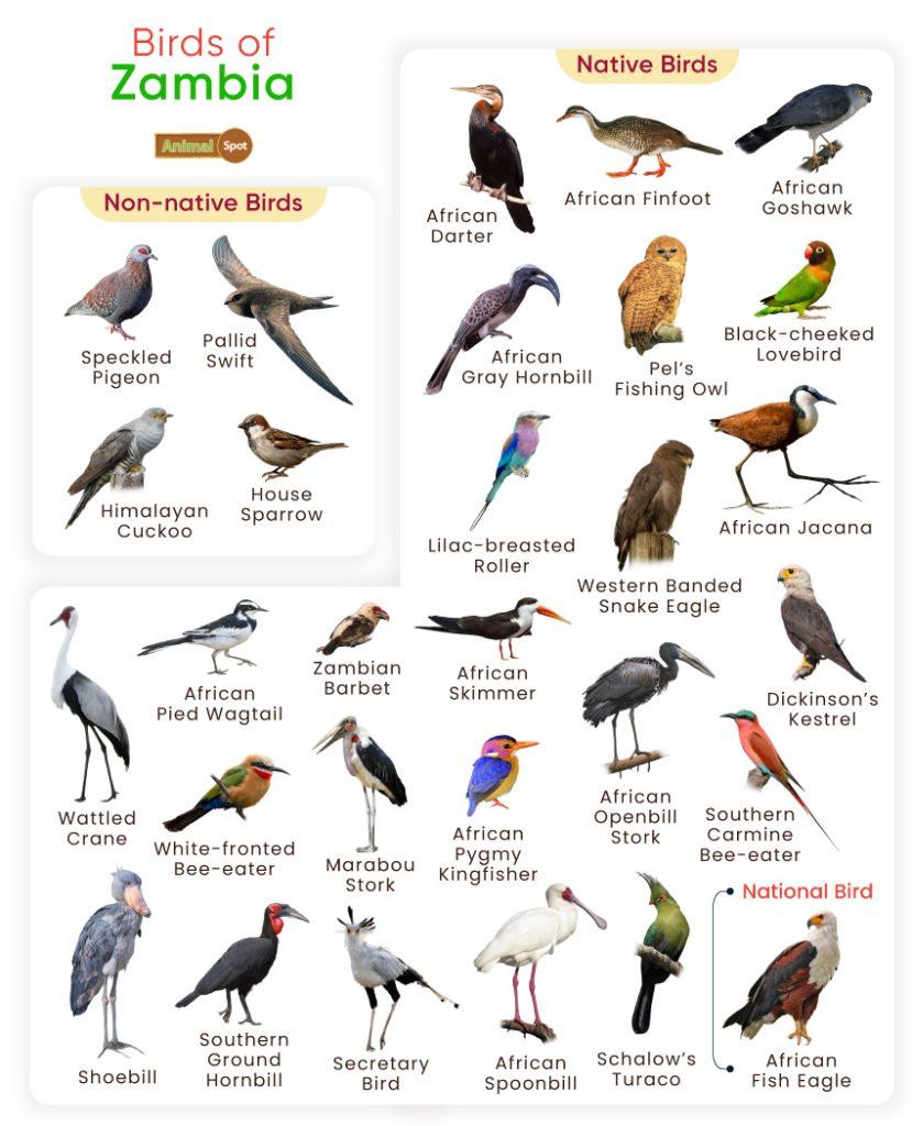 Birds of Zambia