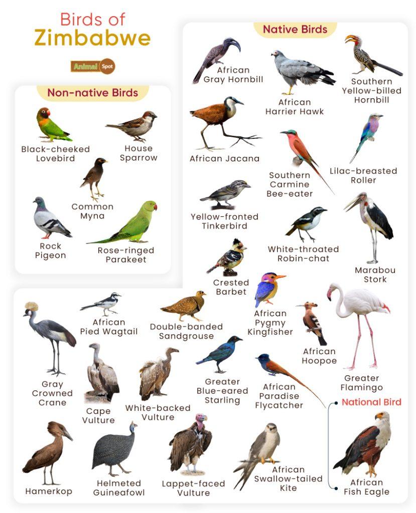 Birds of Zimbabwe
