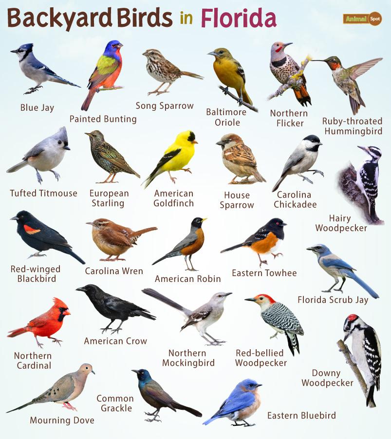 Florida Backyard Birds (FL)