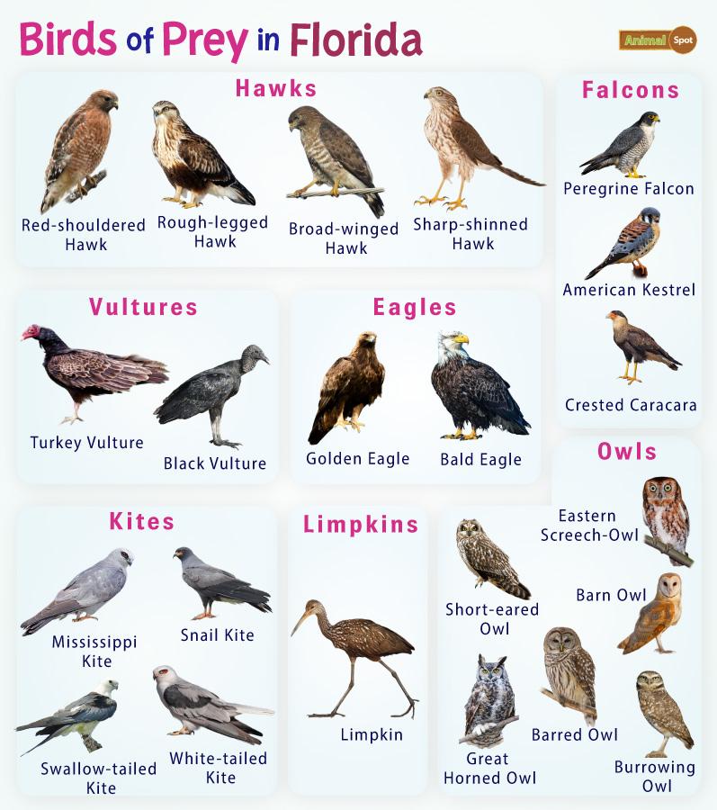 Birds of Prey in Florida – List, and Pictures