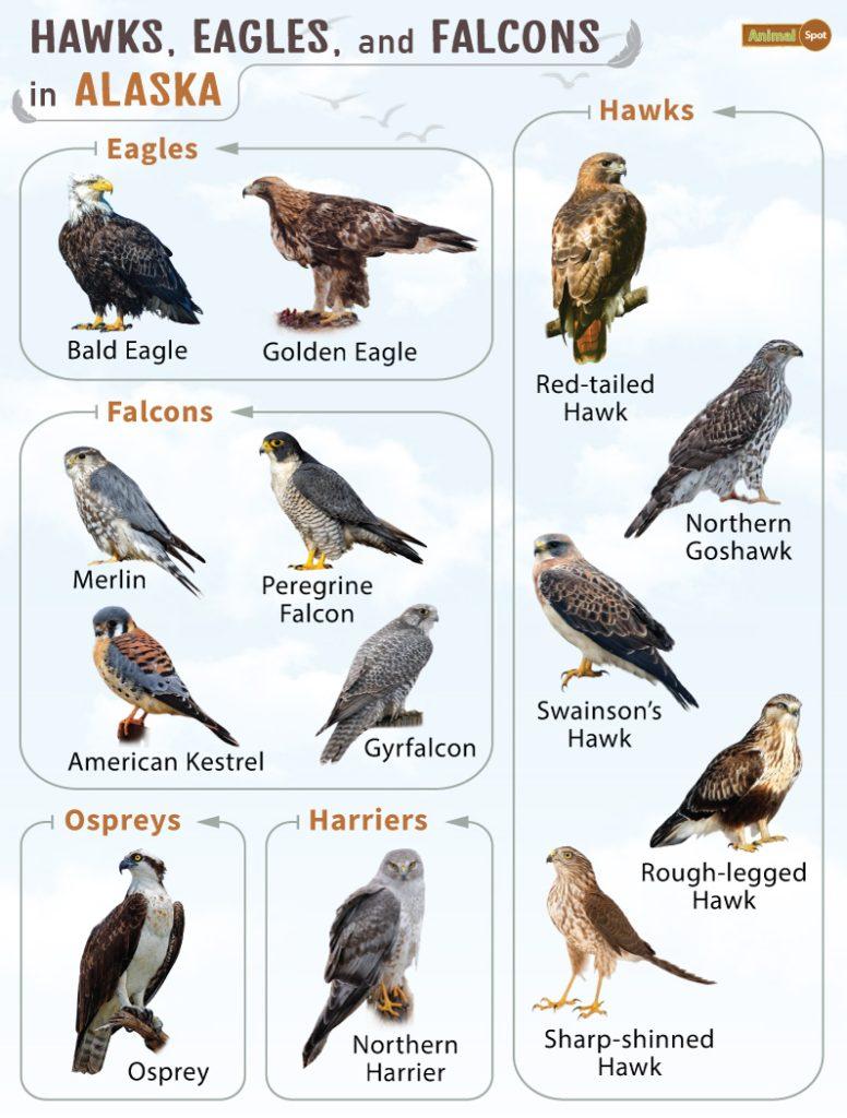 Hawks Eagles and Falcons in Alaska (AK)