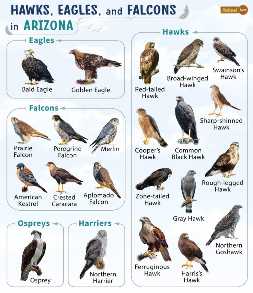 Hawks Eagles and Falcons in Arizona (AZ)