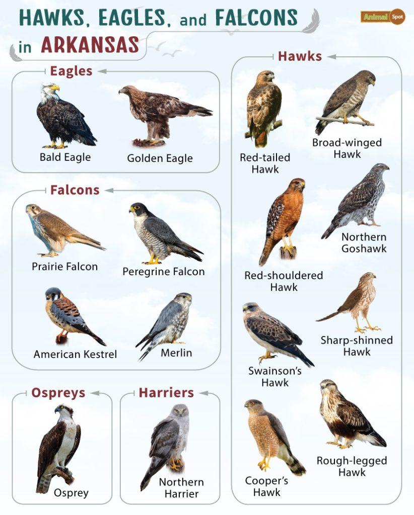 Hawks Eagles and Falcons in Arkansas (AR)