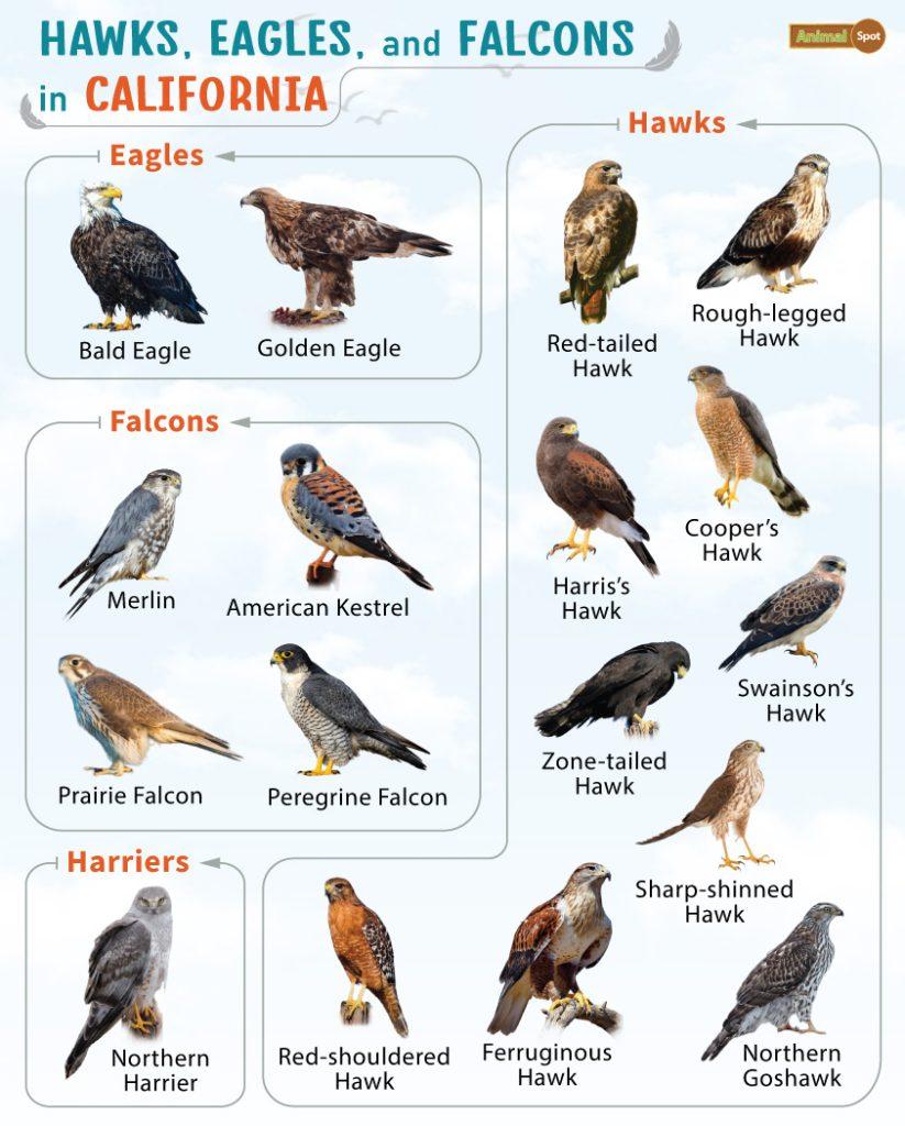Hawks Eagles  and Falcons in California (CA)