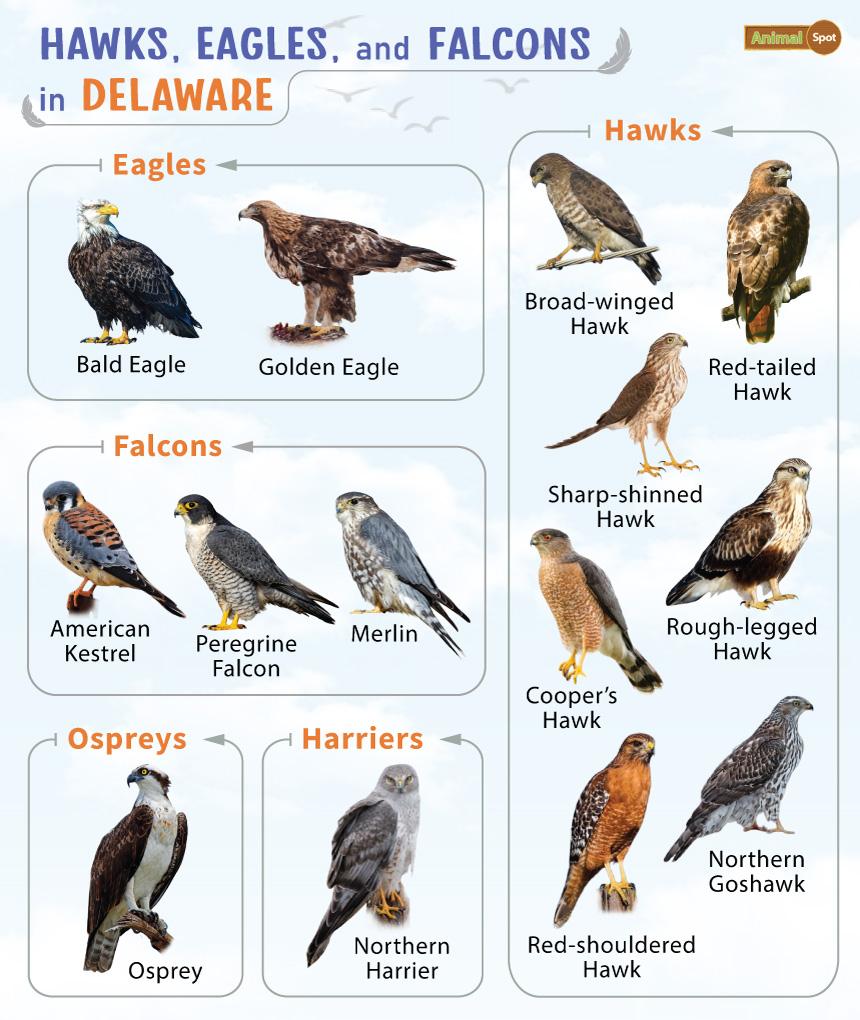 Hawks Eagles and Falcons in Delaware (DE)